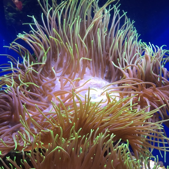 Meet your Posher, L - Picture 1 of 1